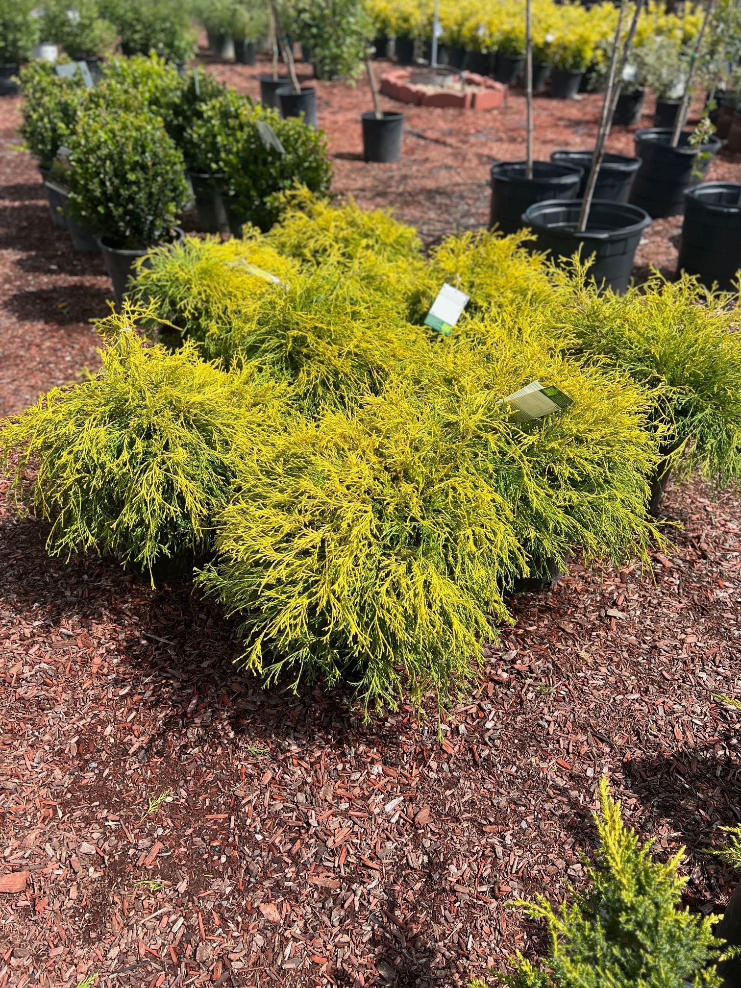 Golden Cypresses Mops