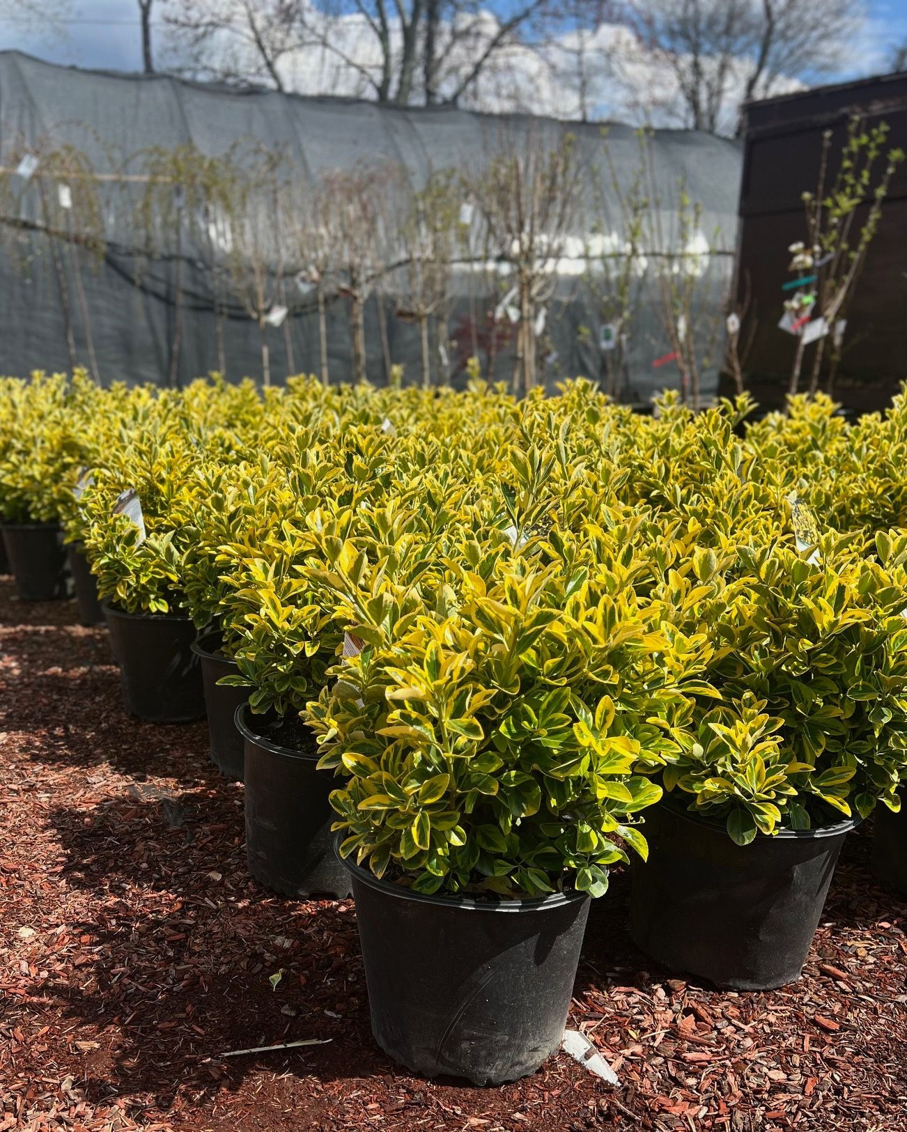 Golden Euonymus