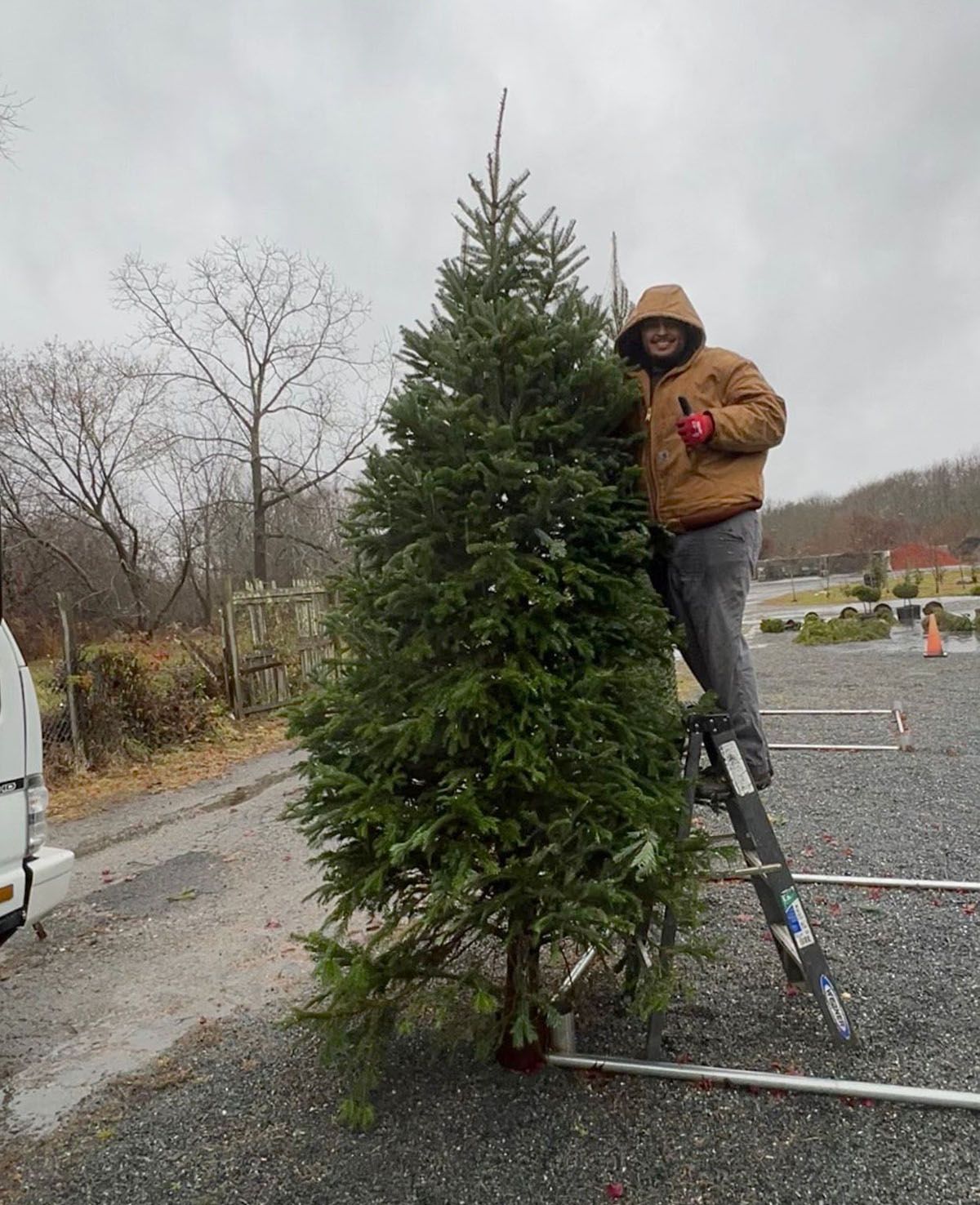 A man on a ladder trimming a tall, green Christmas tree outside on a cloudy day