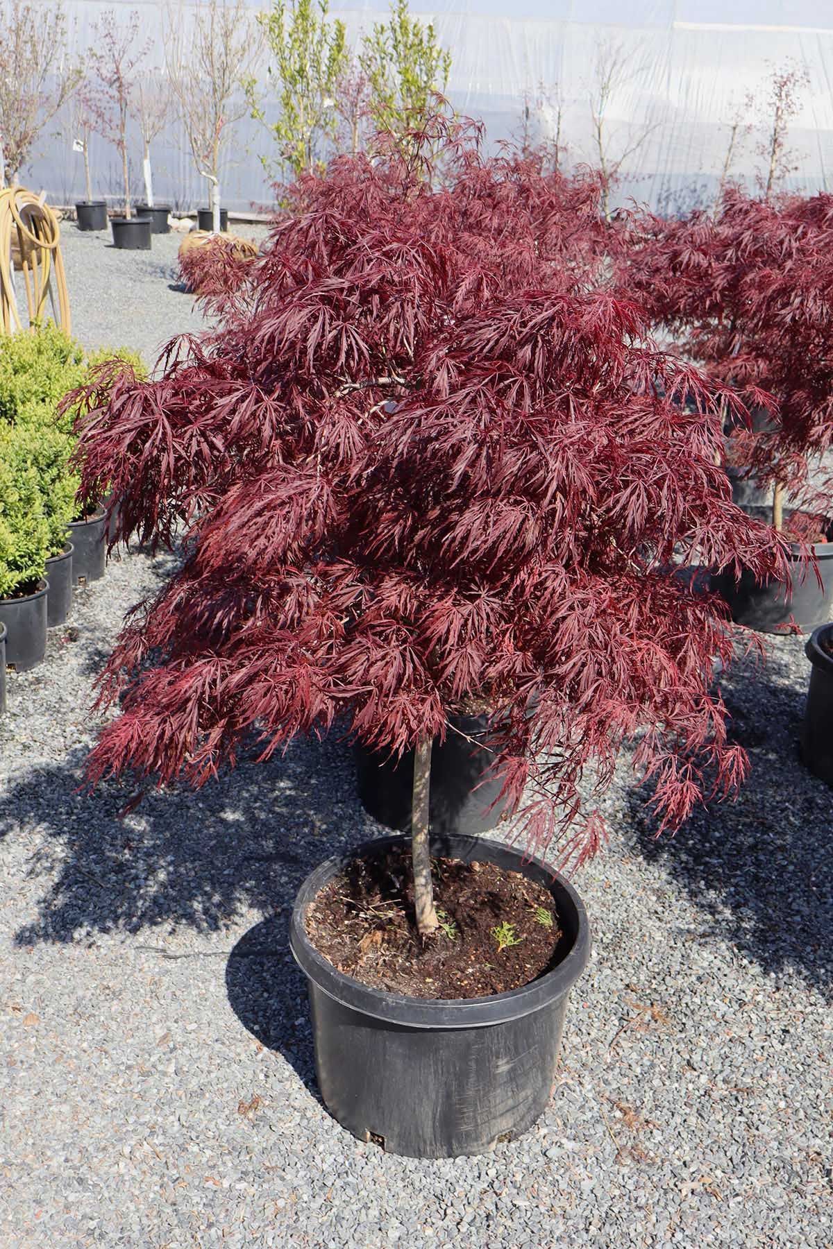 A red Japanese maple tree in a black pot