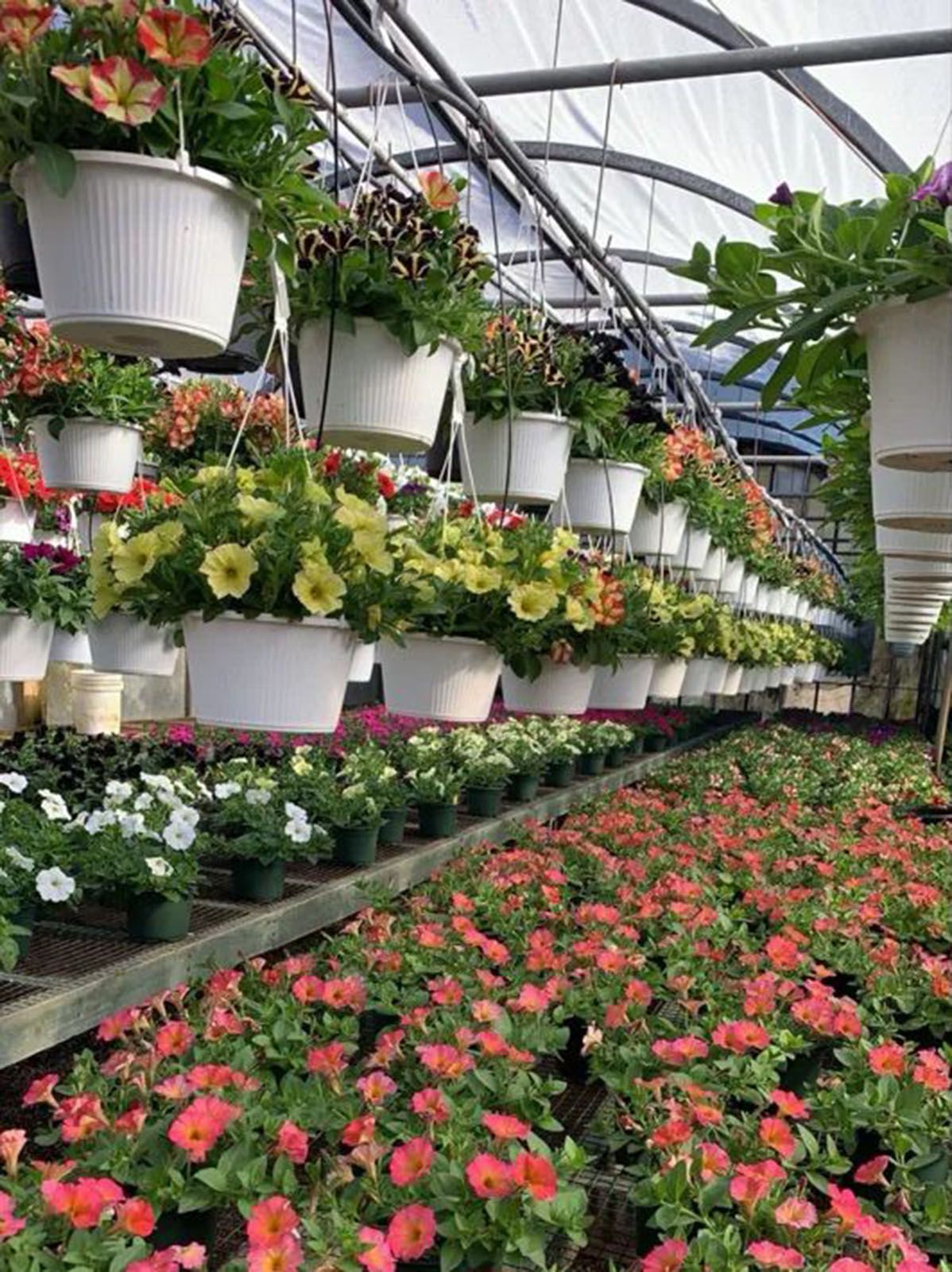 Greenhouse filled with hanging white baskets of colorful flowers and rows of flowering plants