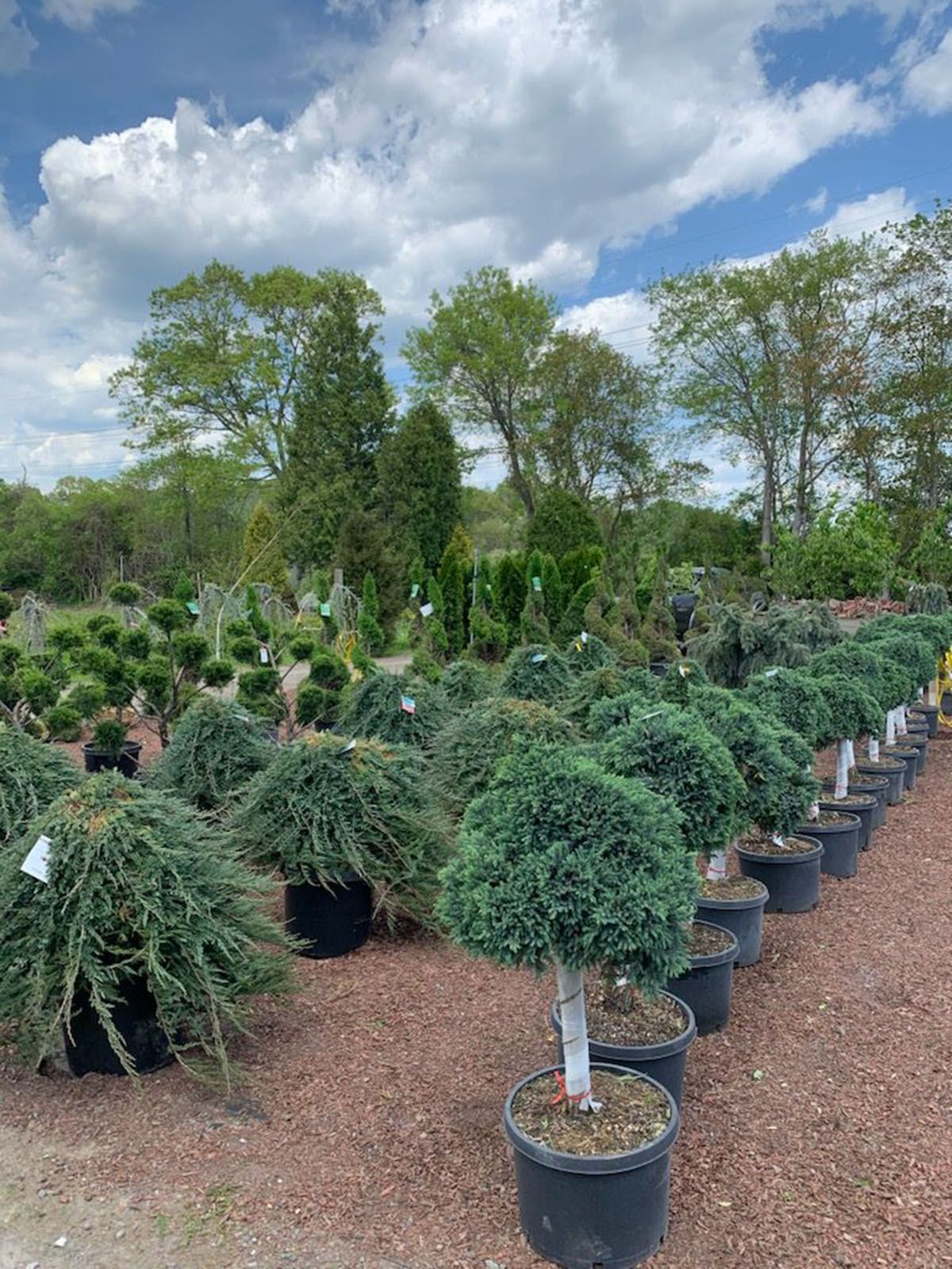 A plant nursery displays numerous potted, trimmed evergreen shrubs under a cloudy blue sky