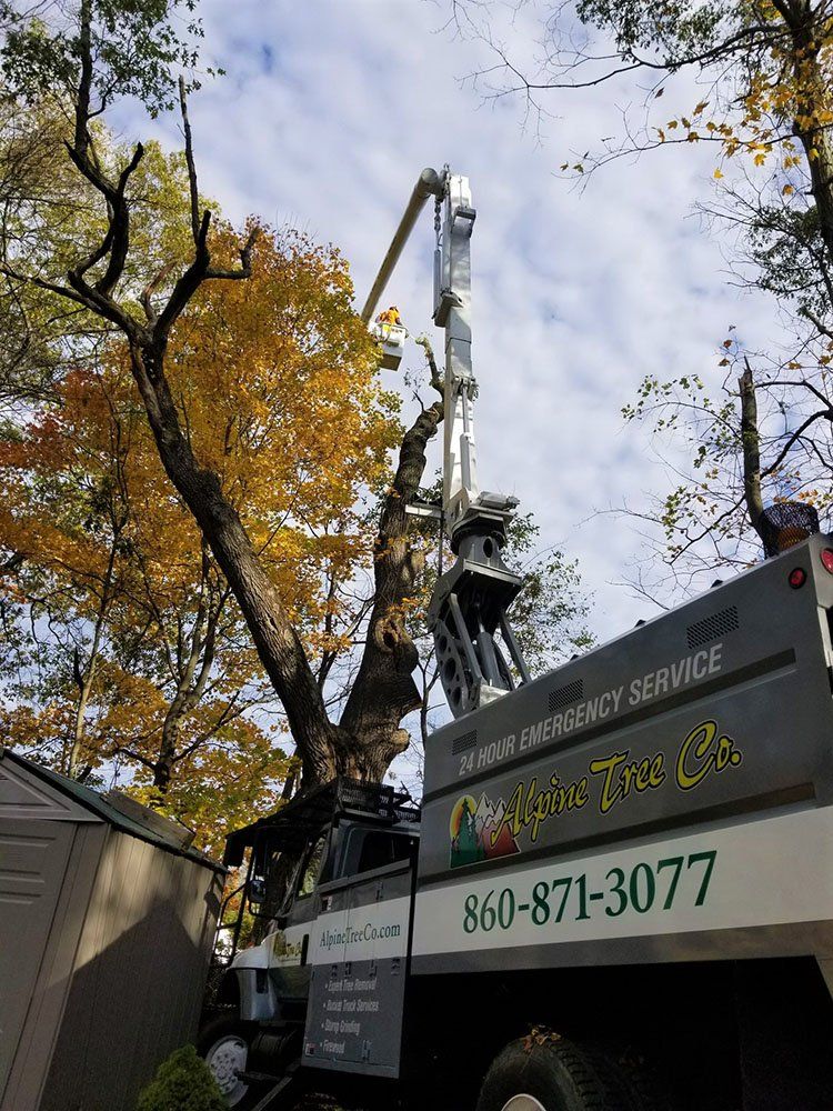 tree removal