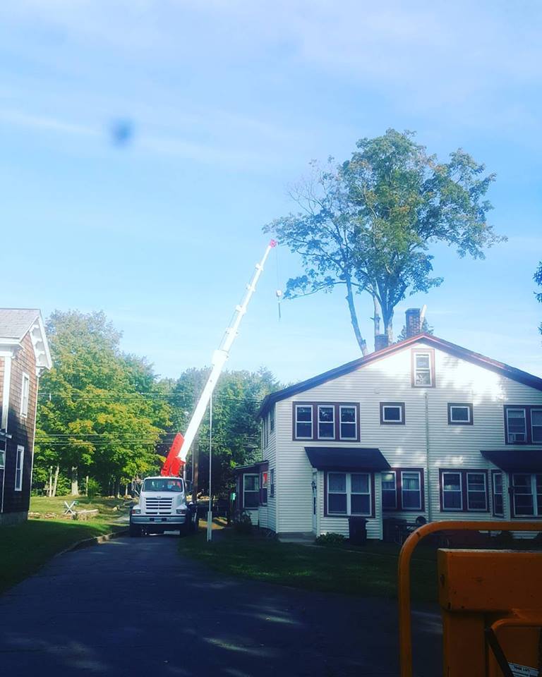 a white crane to remove a tree