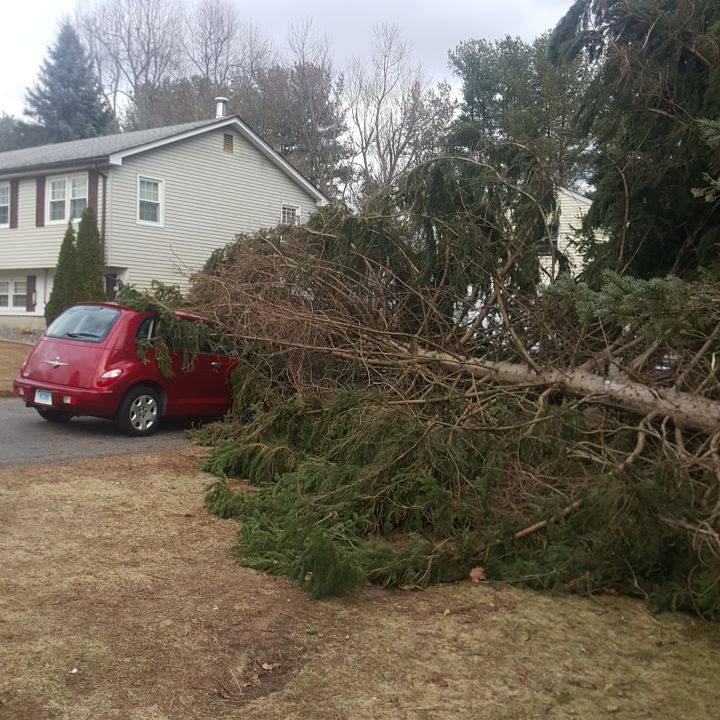 tree fell on a car