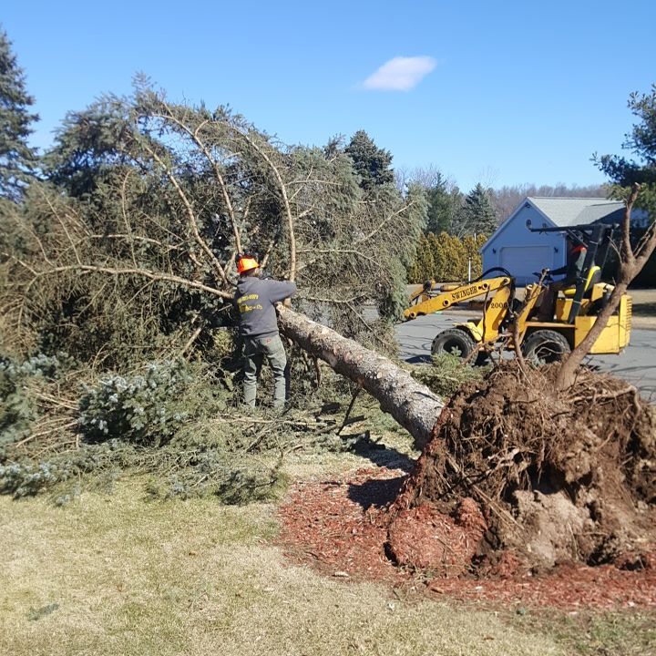 man removing fell down tree