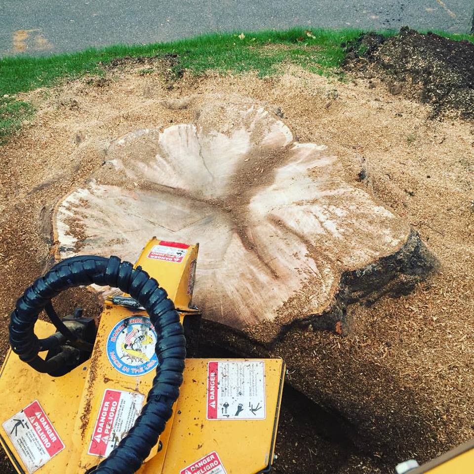 a tree stump