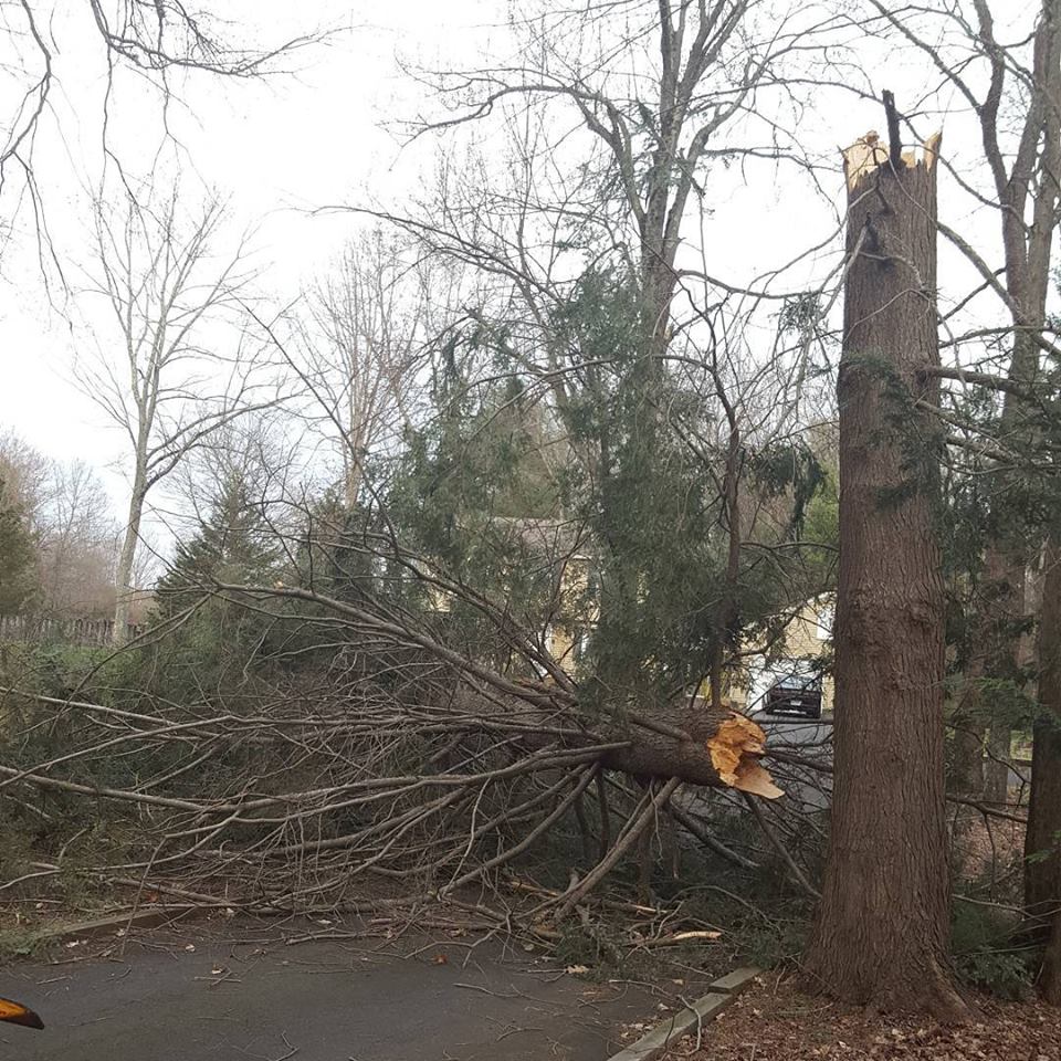 broken tree due to storm