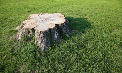 a tree stump