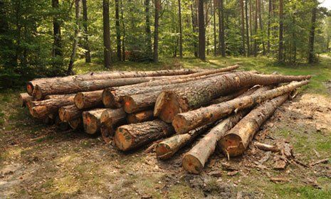 trees cut for land clearing