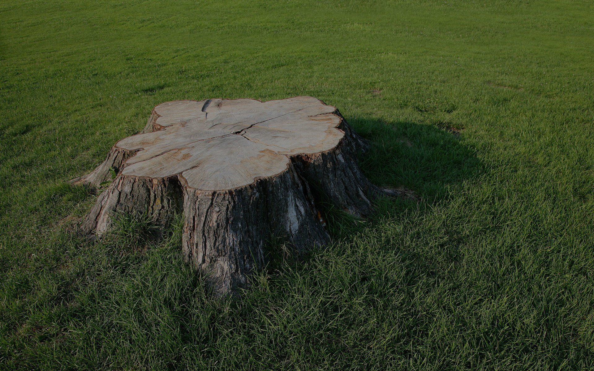 a tree stump