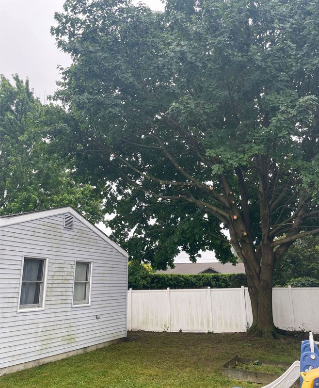 The backyard of a house with a slide and a tree