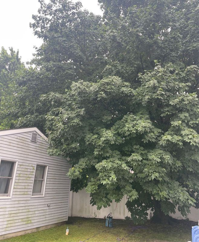 A white house with a large tree in front of it