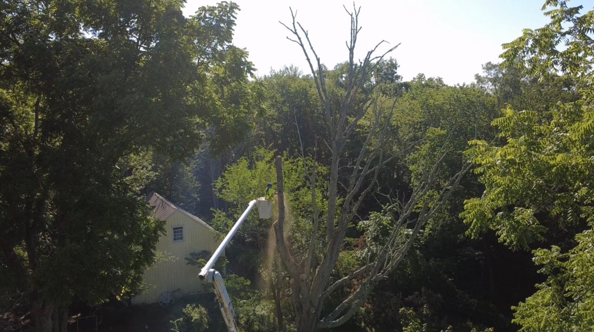 Dense green trees with a rooftop and a white pole or pipe in the foreground under bright sunlight