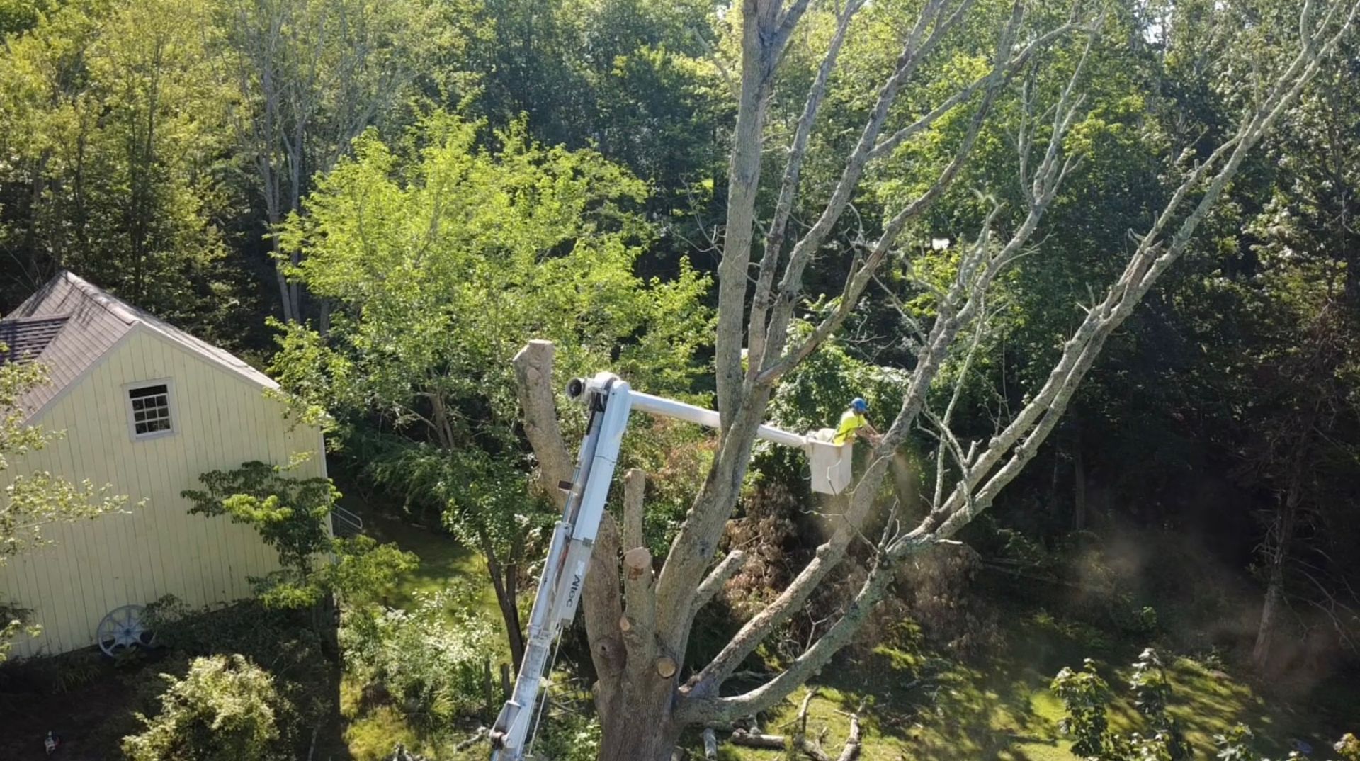 Person on a ladder pruning a tree beside a small house in a leafy yard