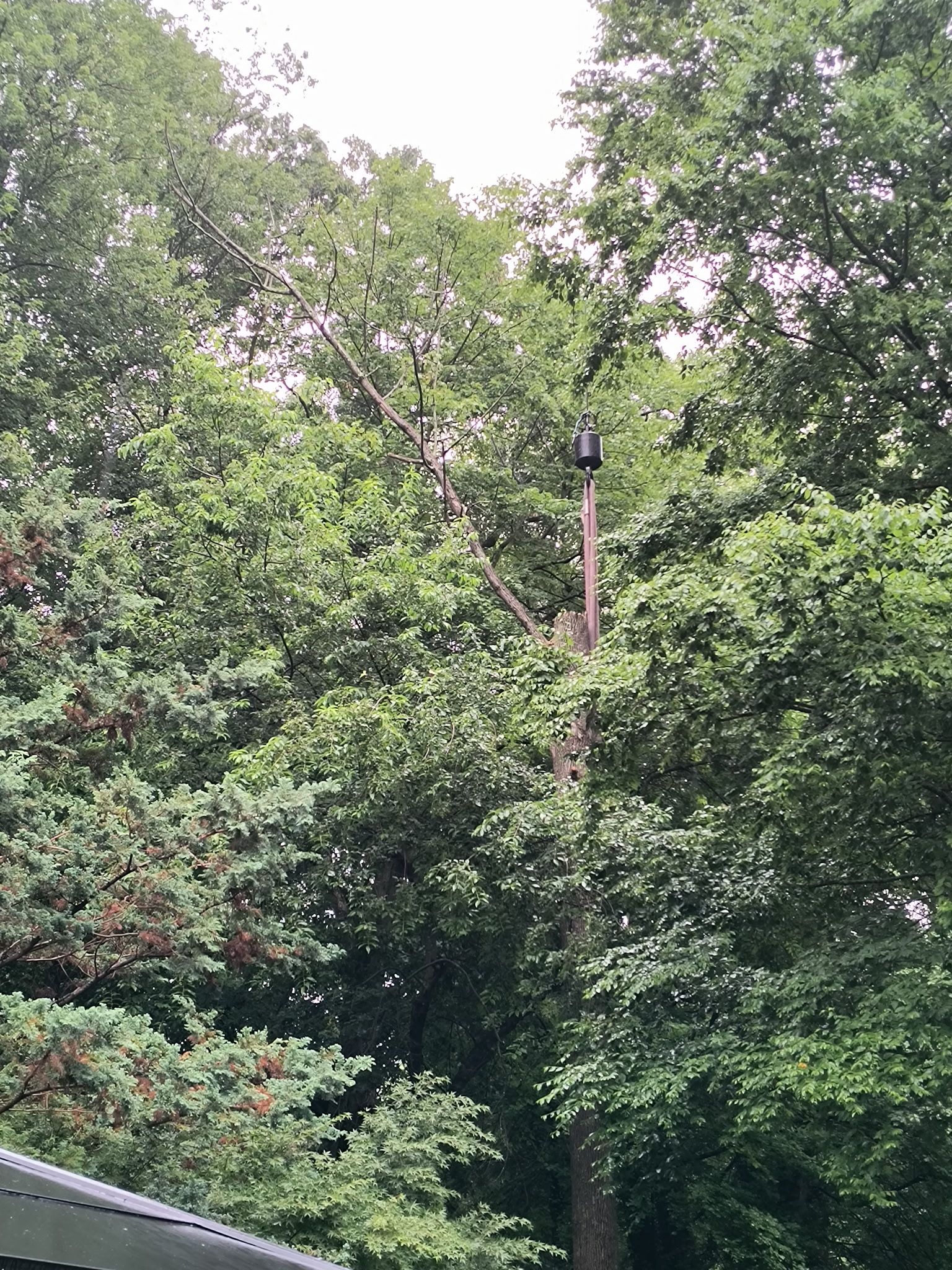 Dense green trees with a utility pole and wires rising above a rooftop edge