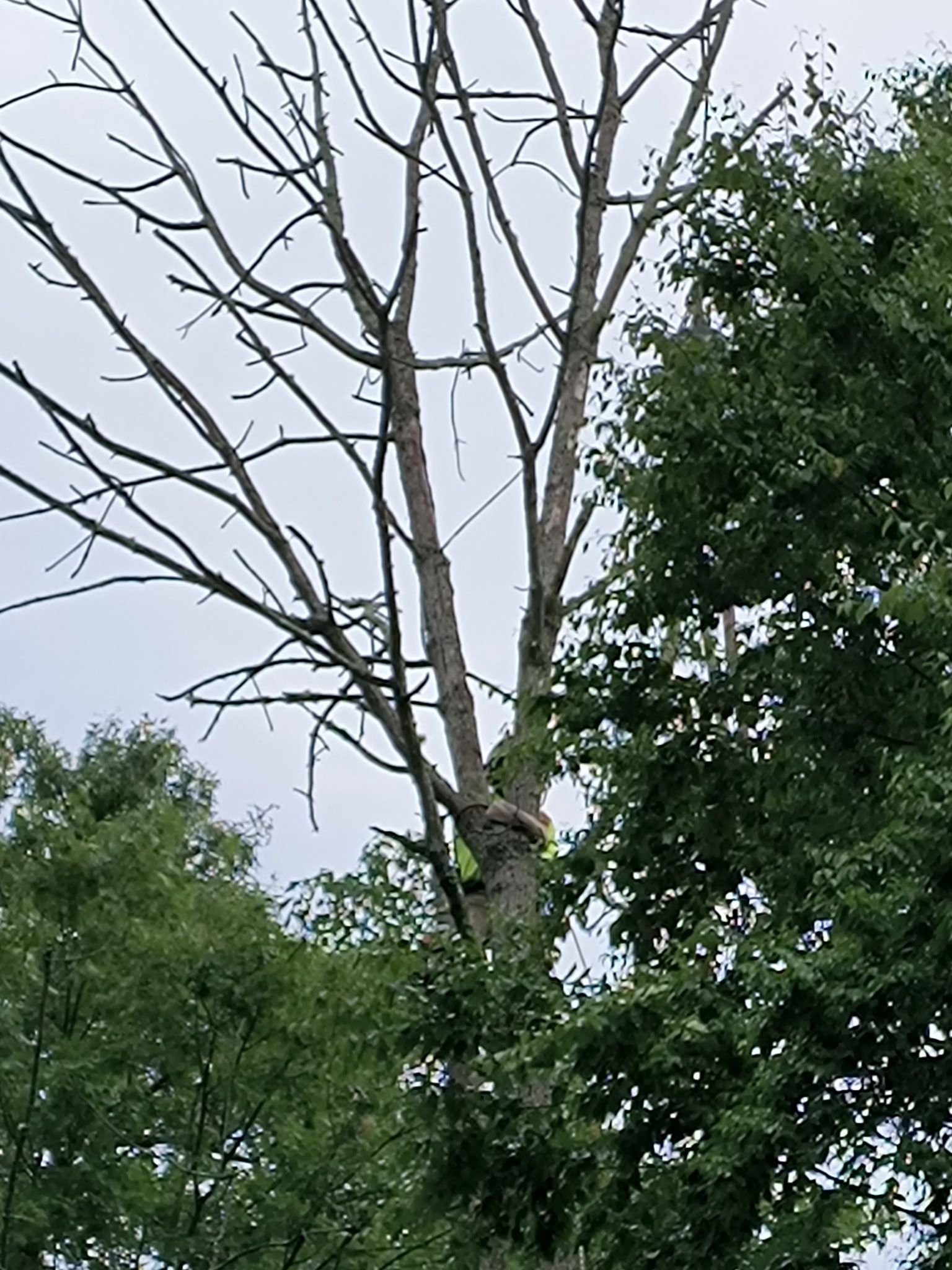A leafless tree beside green trees under a cloudy sky