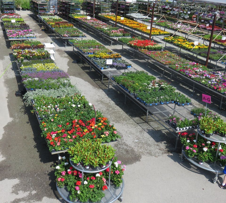 Plants and flowers