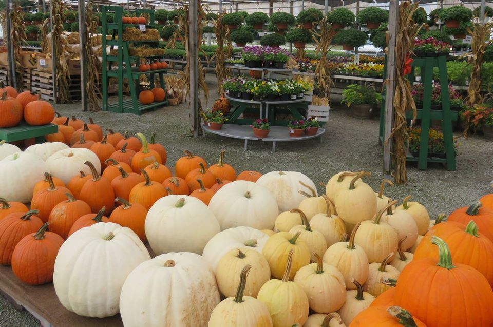 Garden flowers and squashes