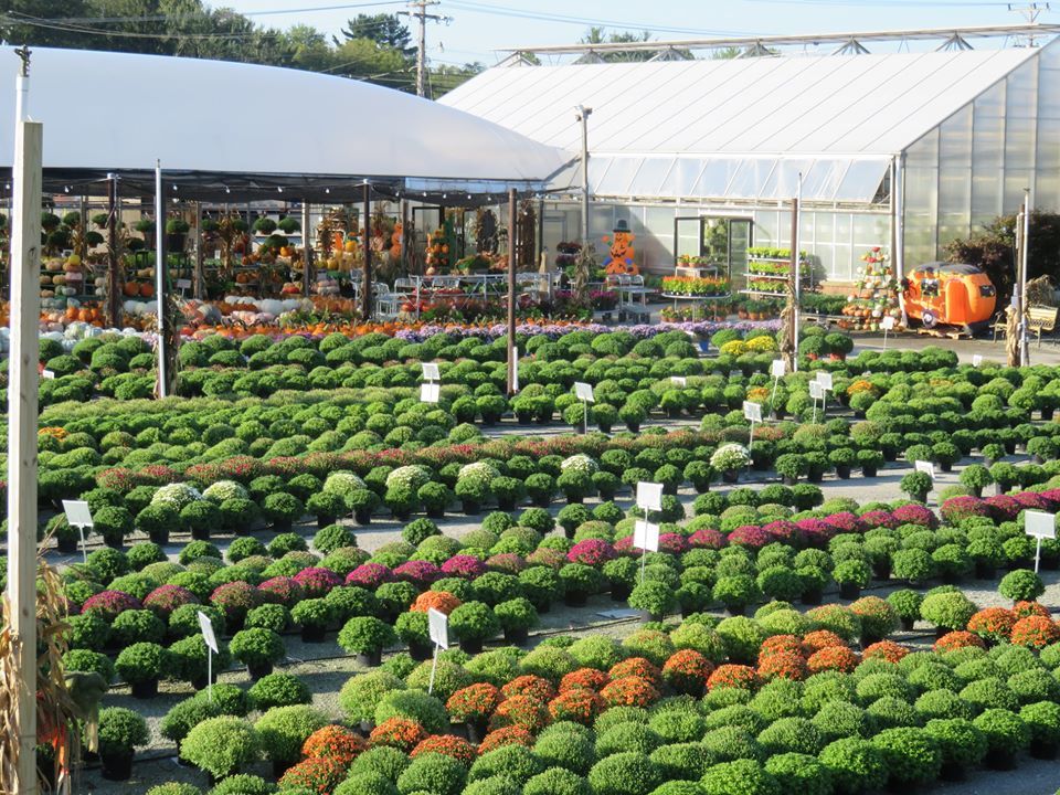 Bushes