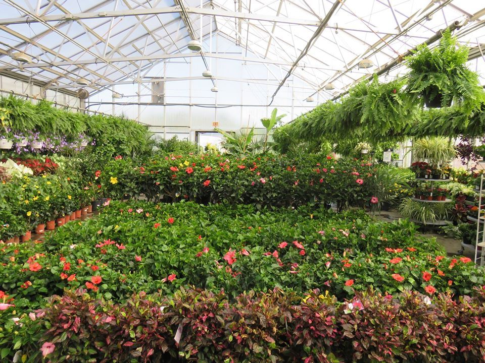 Outdoor plants