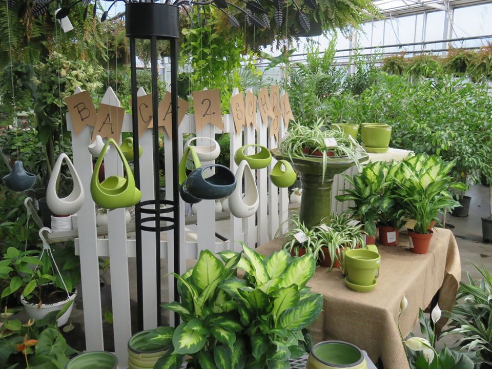 Plants