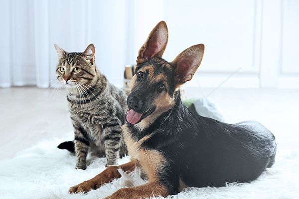 A healthy cat and dog