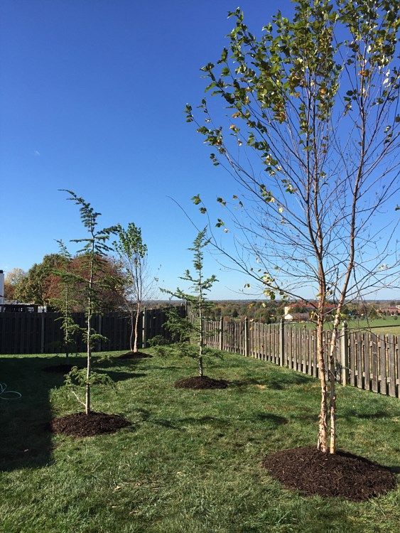 Young trees in a backyard, mulched around their bases, against a wooden fence and clear blue sky.