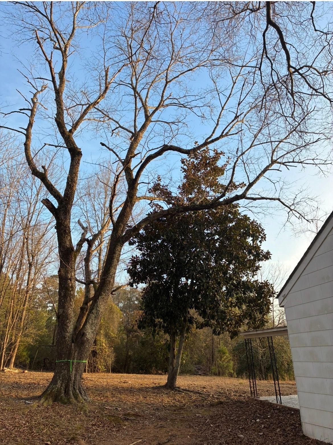 Co-Dominant Tree removal