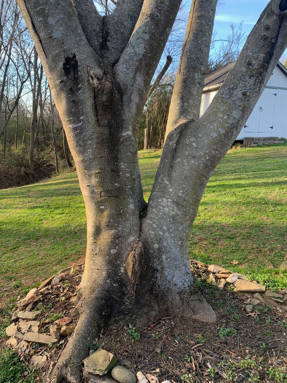 Co-dominant tree removal