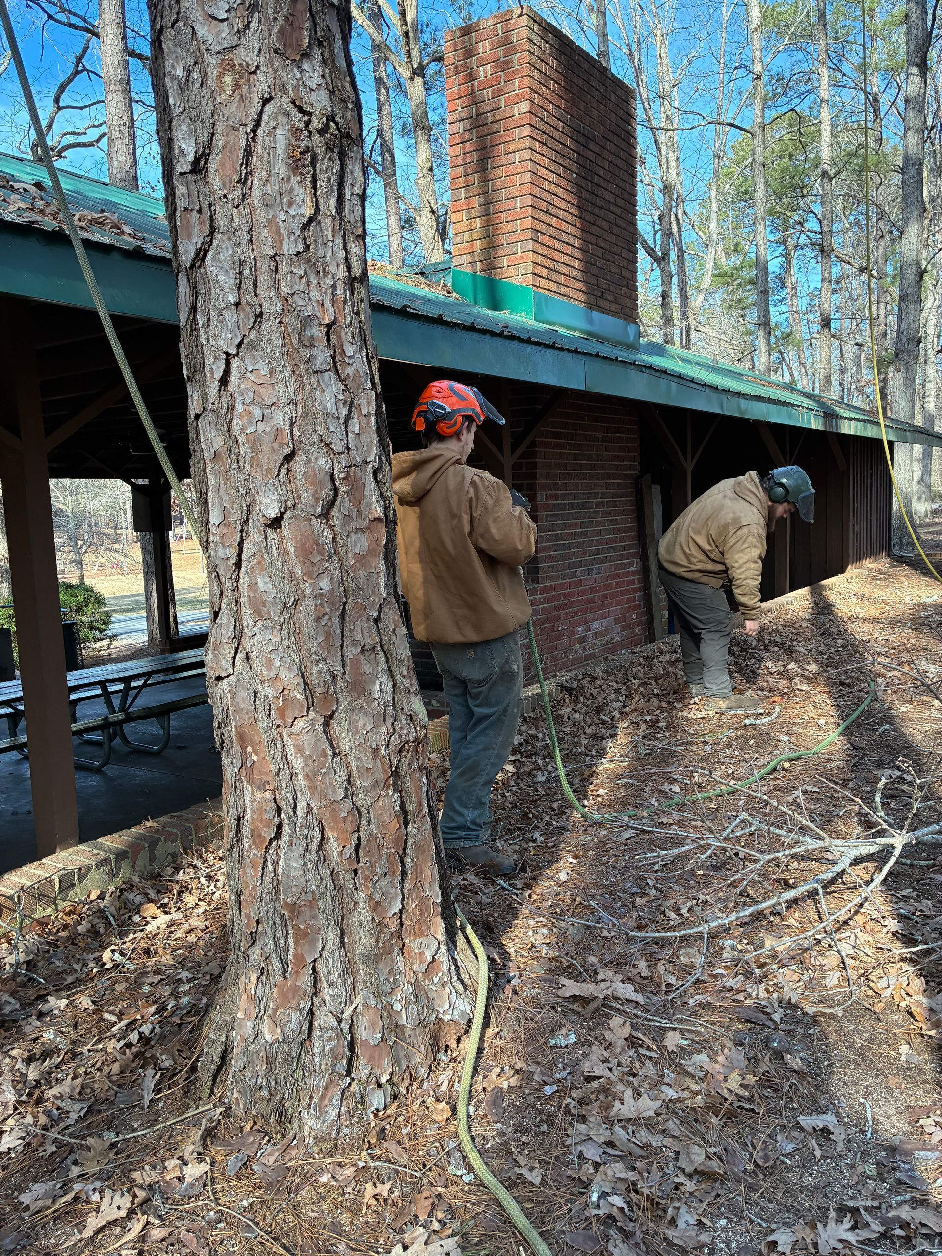 Two people in helmets trim trees near a building with a brick chimney. Autumn leaves cover the ground.