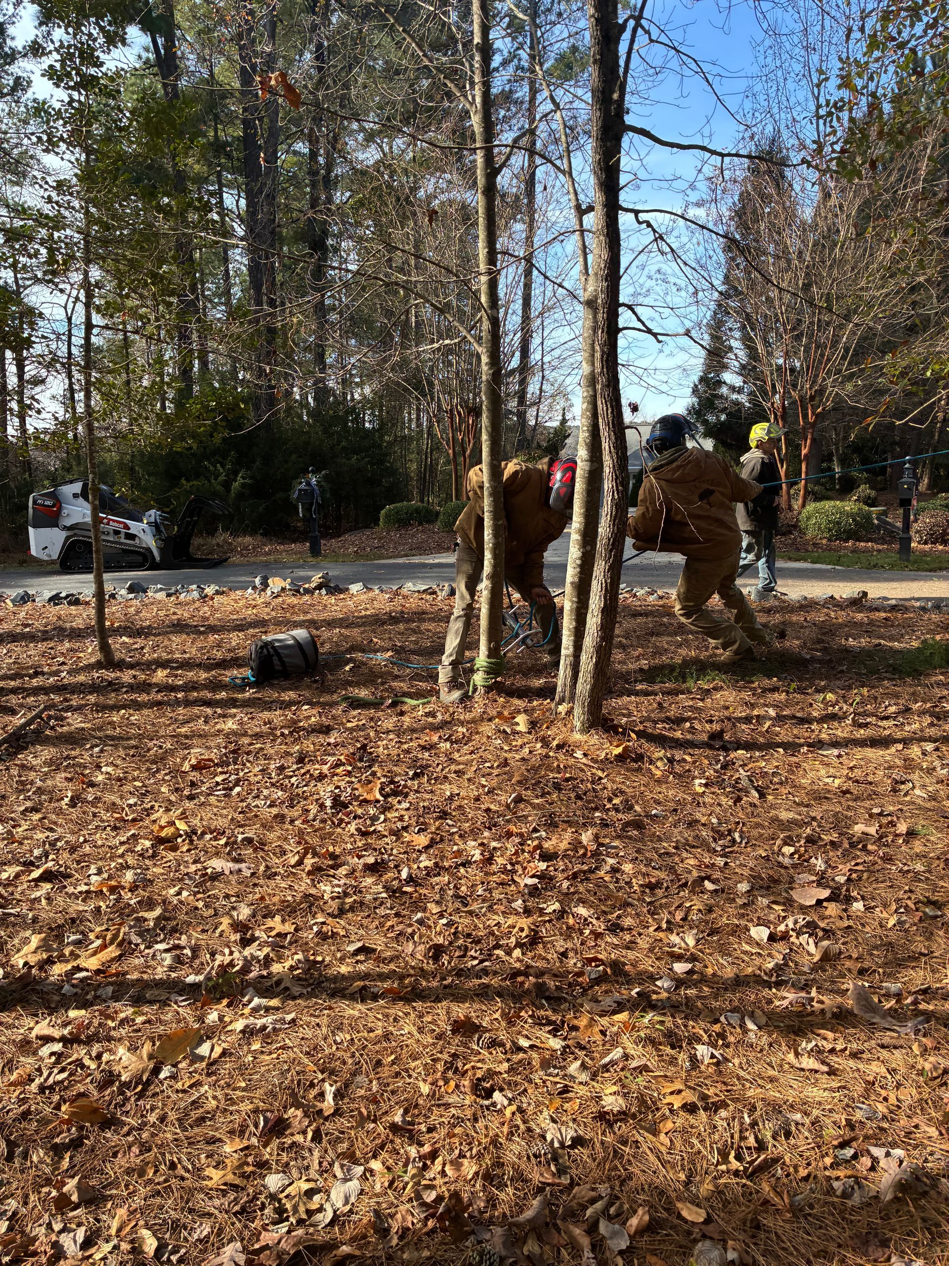 People raking leaves in a leaf-covered park; trees in the mid-ground, a road with cars visible in the background.