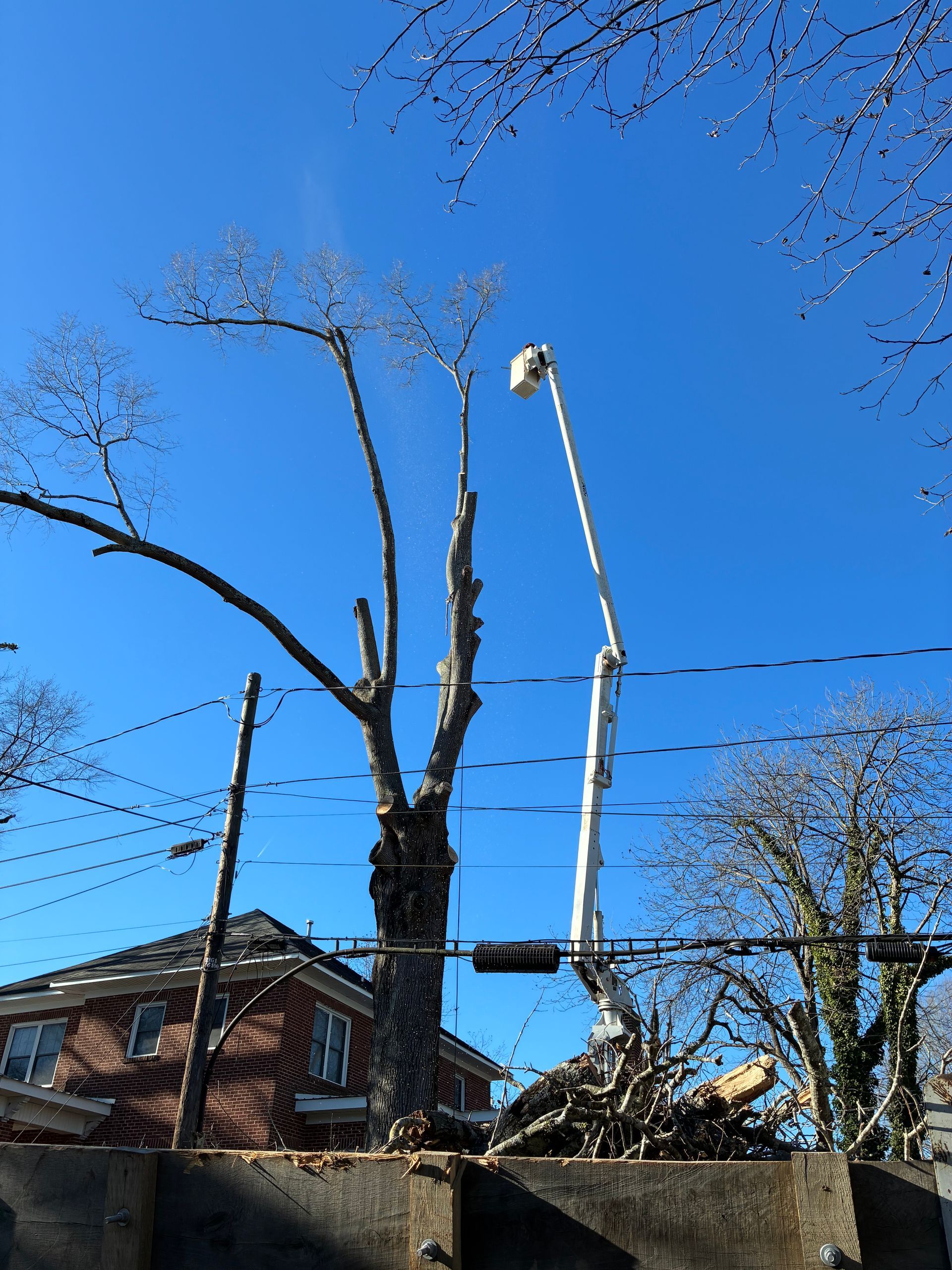 Tree being trimmed by a bucket truck against a clear blue sky.