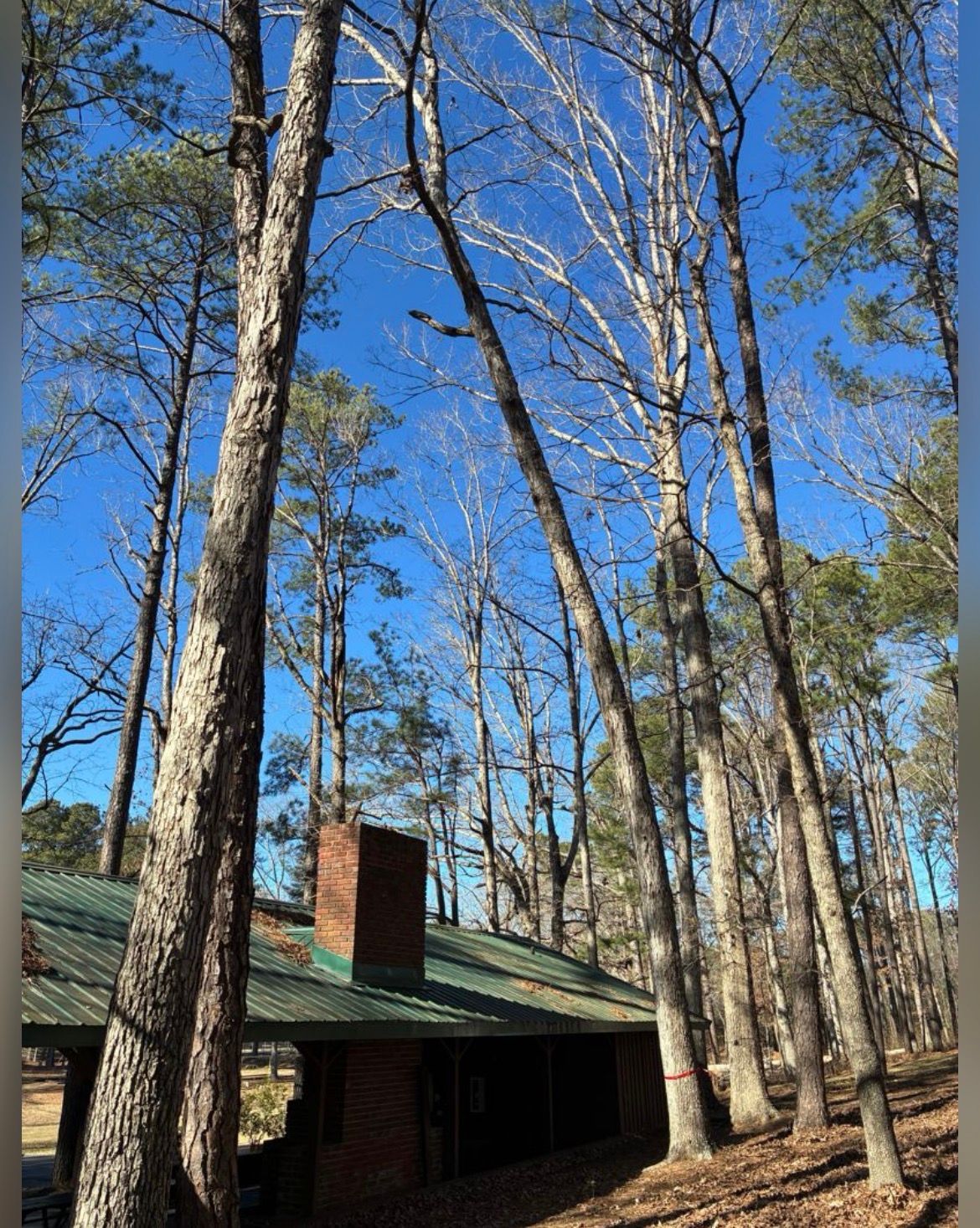 Trees frame a low building with a green roof and a brick chimney, under a blue sky.