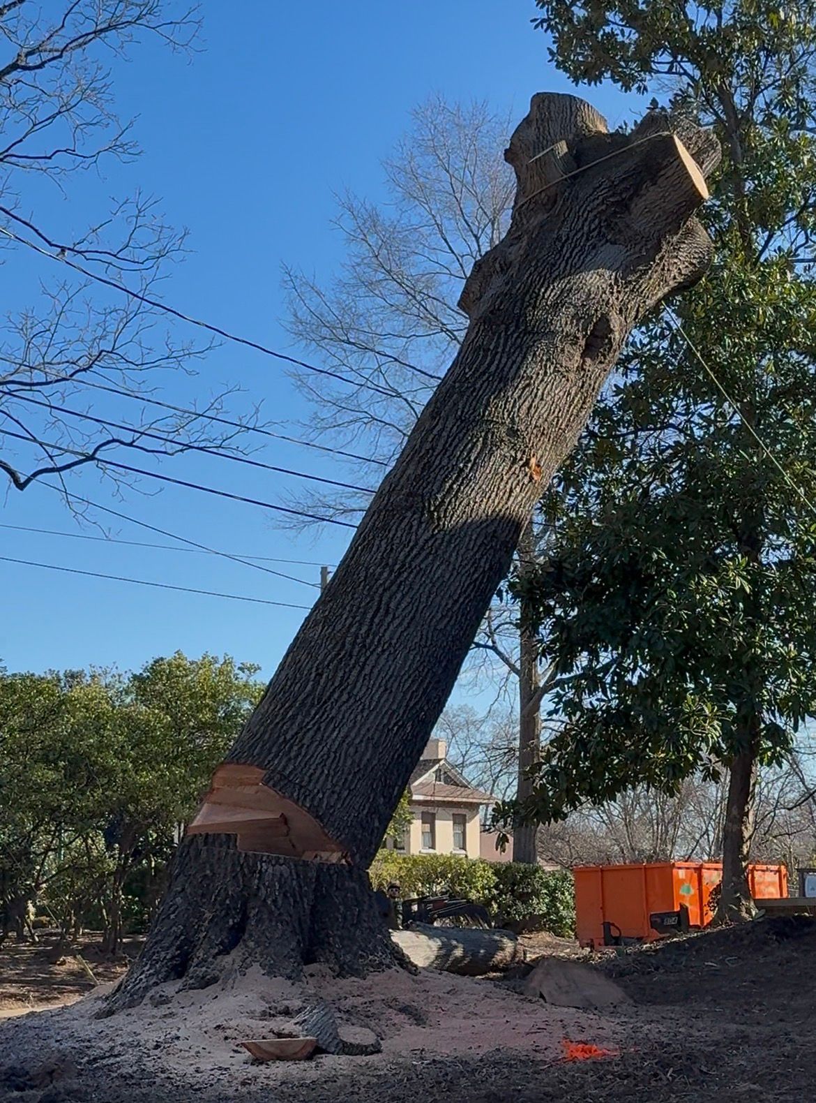 Unlimited Tree Service