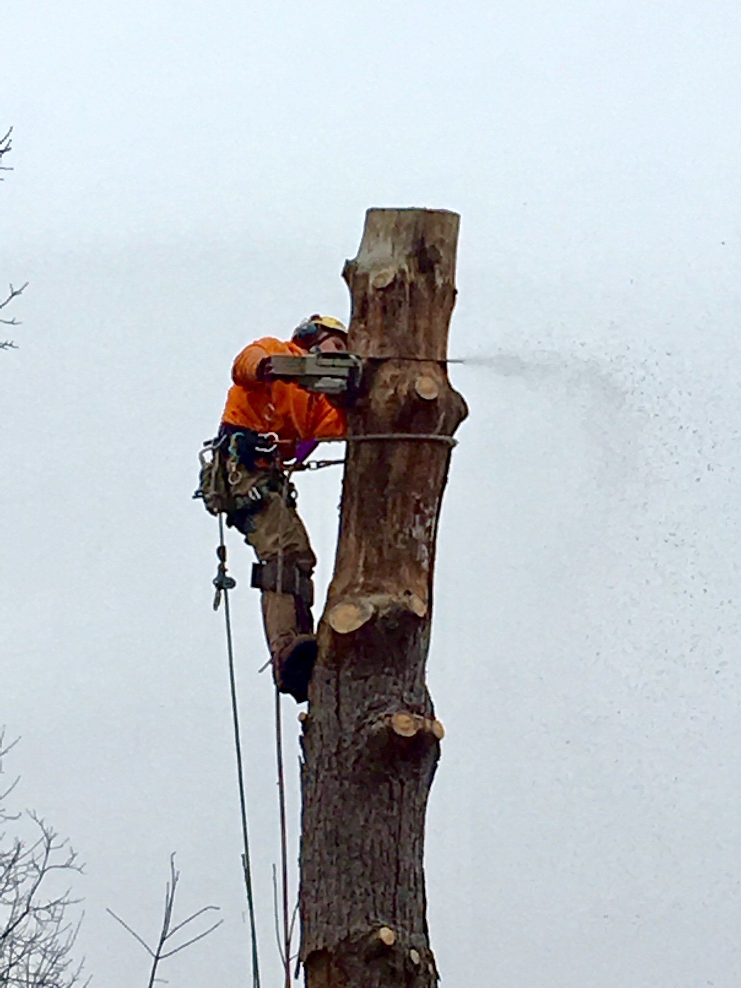 Tree services