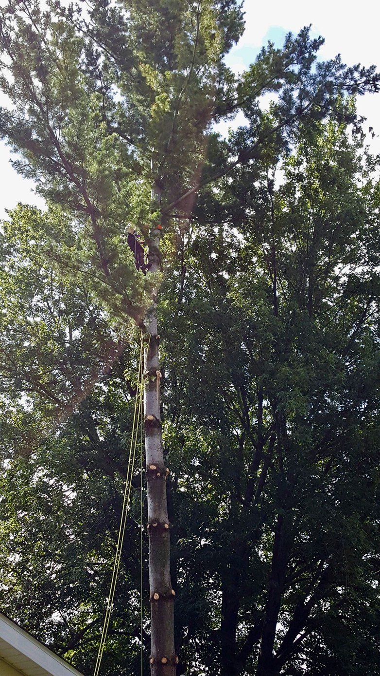 Tree services