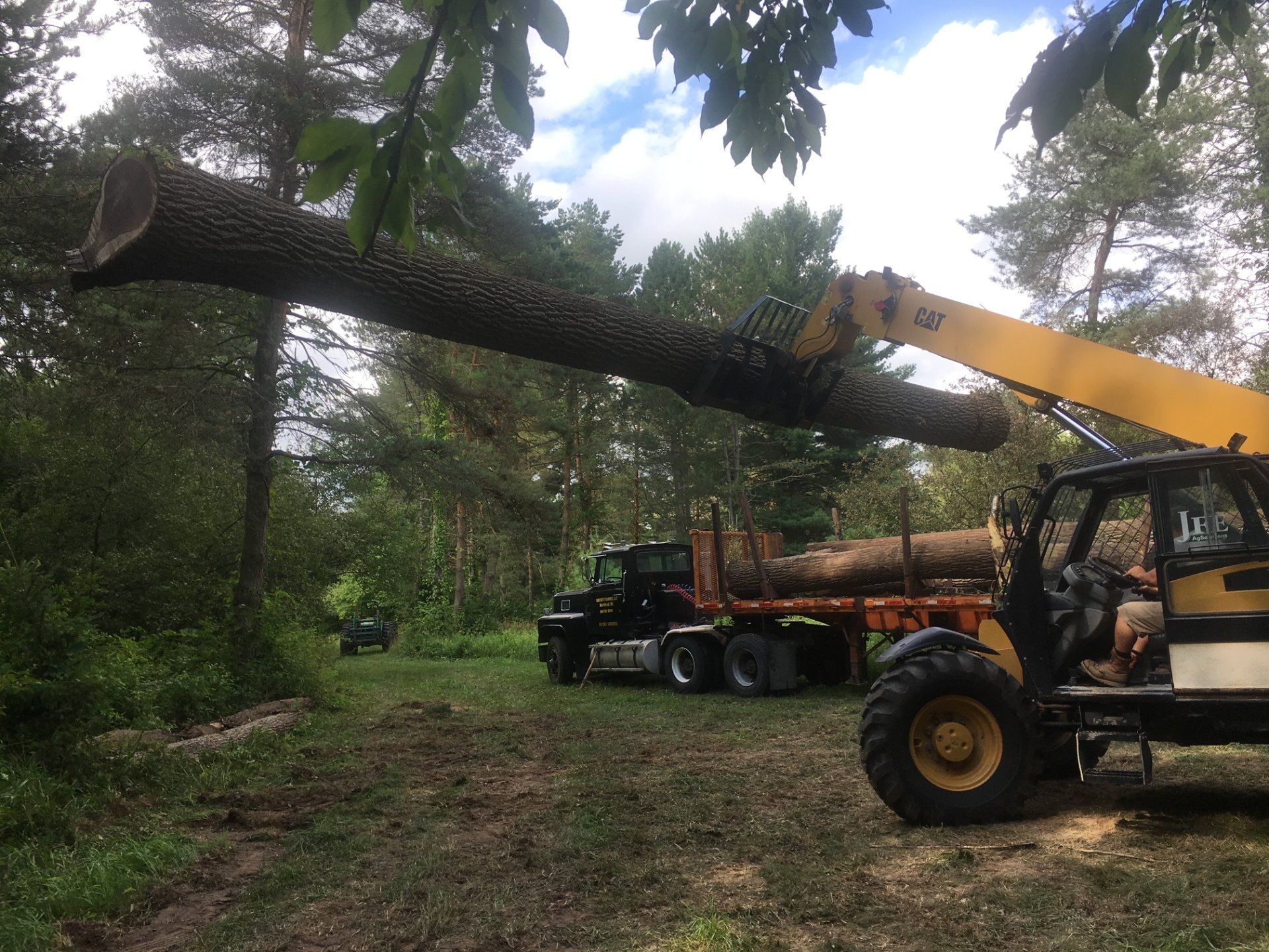 Tree services