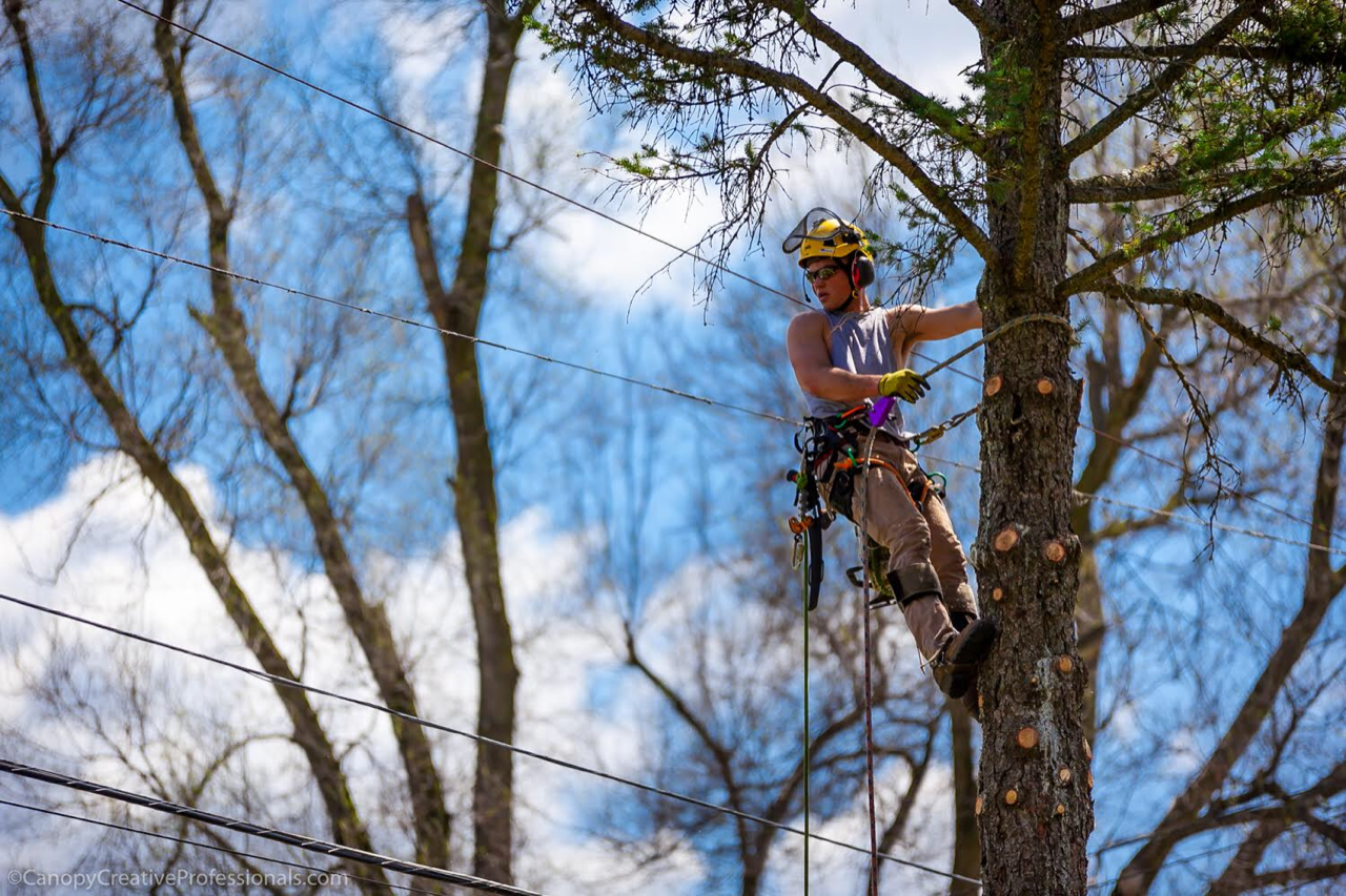 Tree services