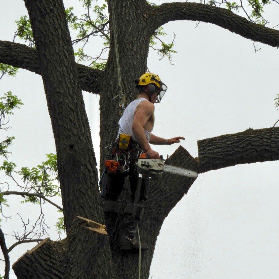Tree services