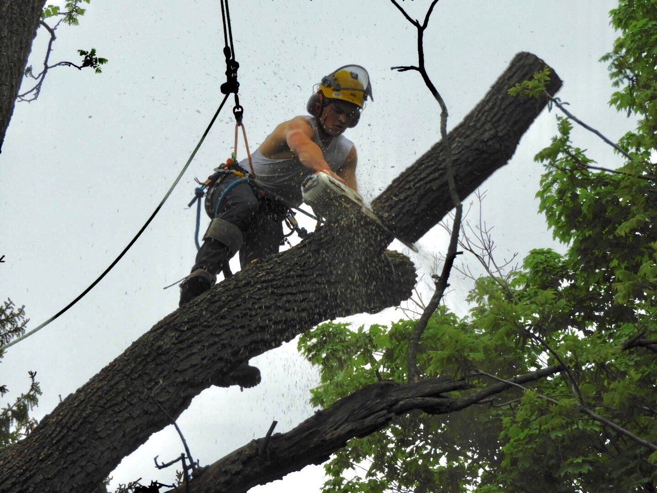 Tree services