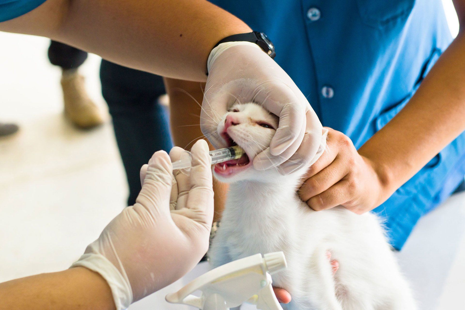 Experienced Veterinary Care