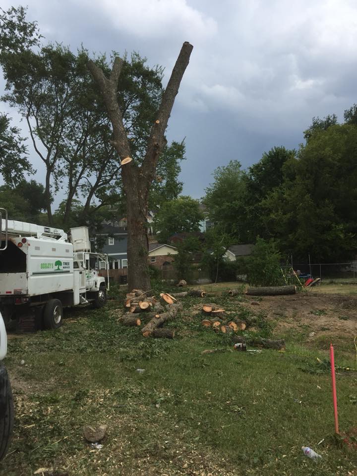 G. Rivera's Tree Service Work