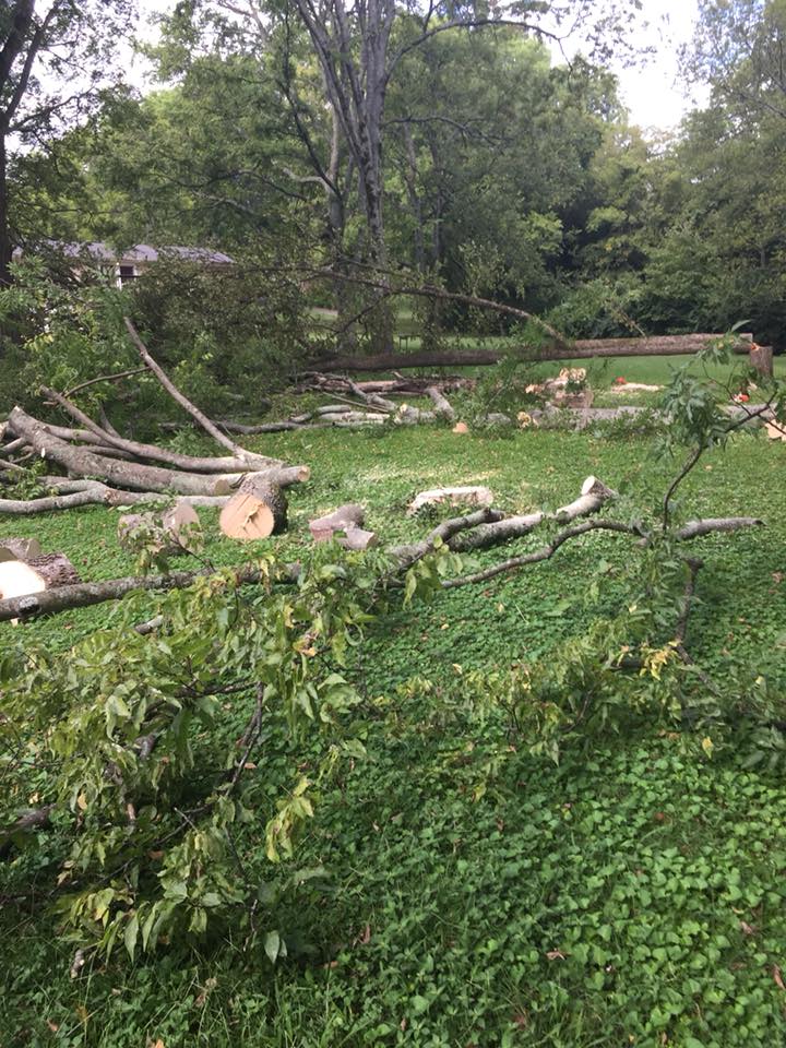 G. Rivera's Tree Service Work