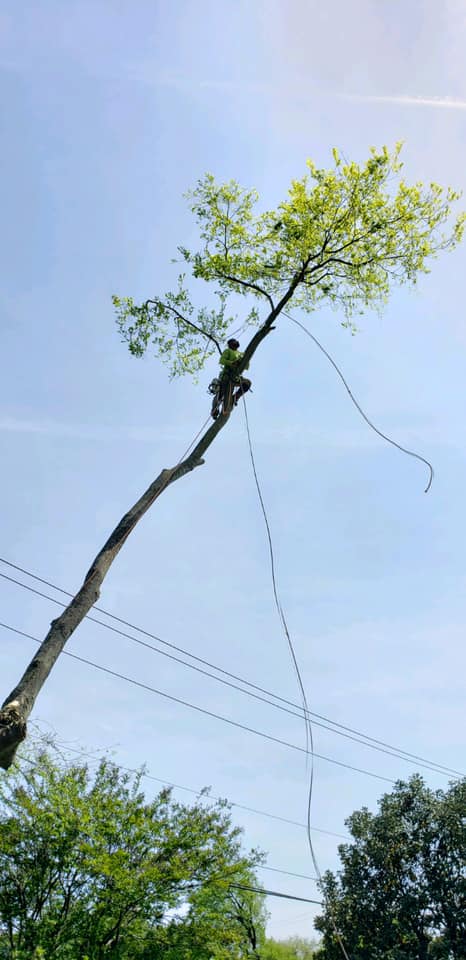 G. Rivera's Tree Service Work