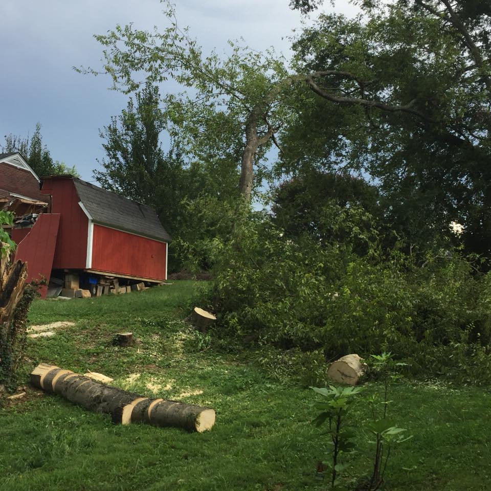 G. Rivera's Tree Service Work