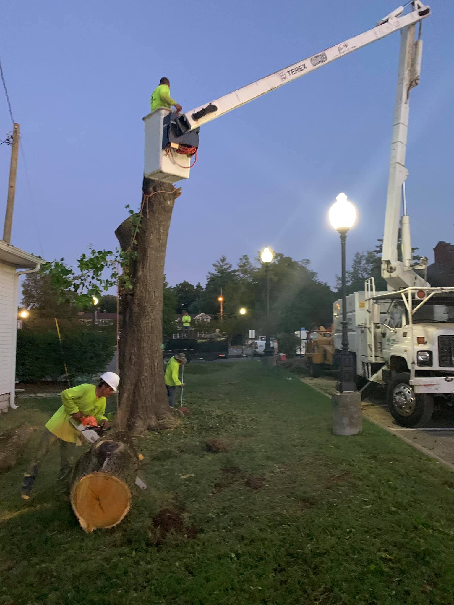 G. Rivera's Tree Service Work