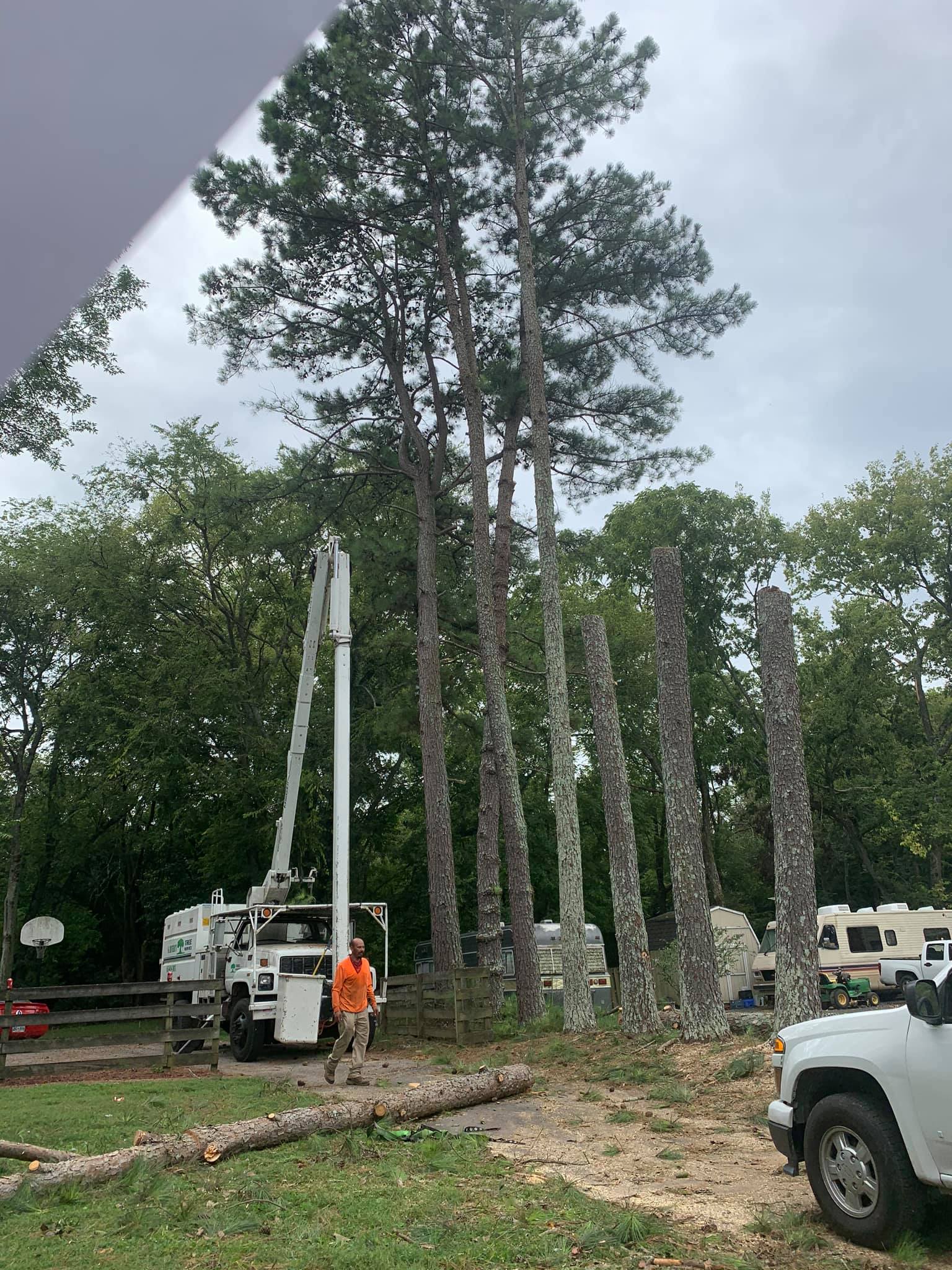 G. Rivera's Tree Service Work