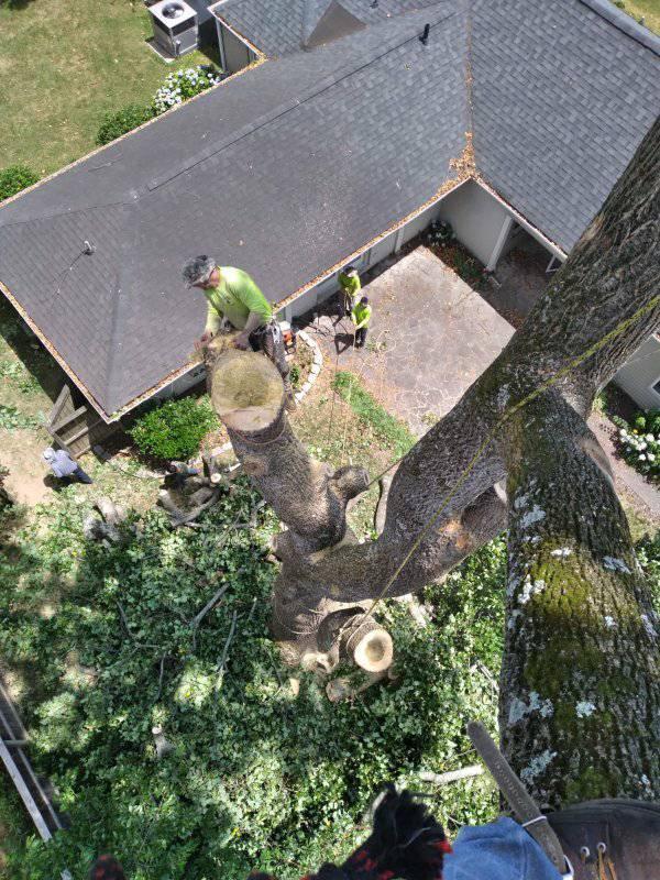 G. Rivera's Tree Service Work