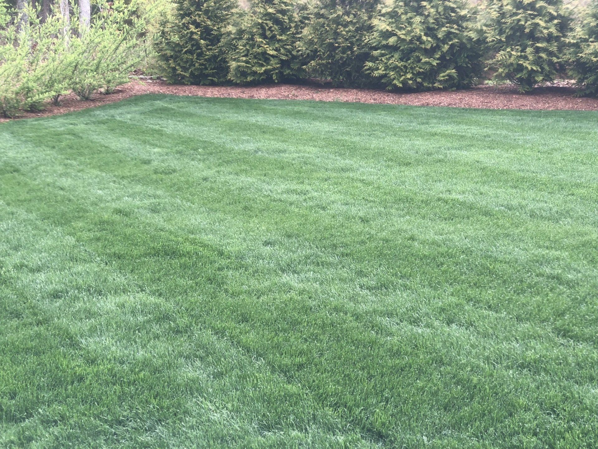 A manicured green lawn with mowing stripes, bordered by a hedge of evergreen trees in the background.